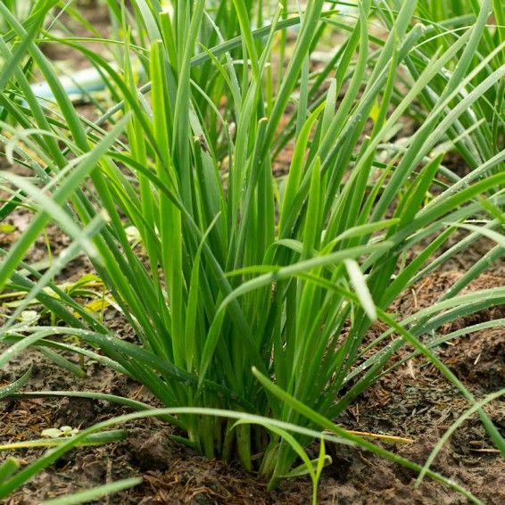 NonGMO Garlic Chives Seeds Heirloom Fresh Culinary Herb For Your Garden 1