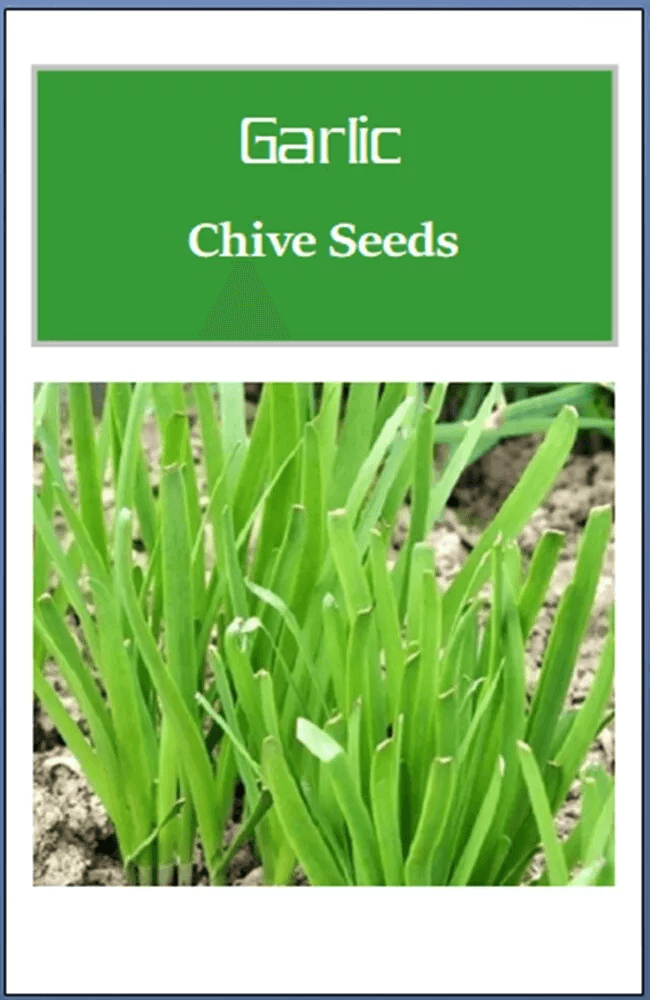 Non-GMO Garlic Chives Seeds, Heirloom Fresh Culinary Herb for Your Garden