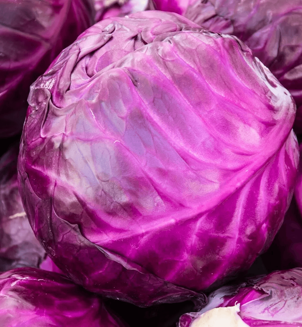 Heirloom Red Acre Cabbage Seeds, Non-GMO Fresh Garden Seeds for Your Vegetable Garden