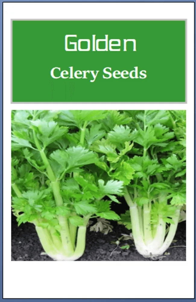 Non-GMO Golden Celery Seeds, Heirloom Fresh Garden Seeds for Your Vegetable Garden