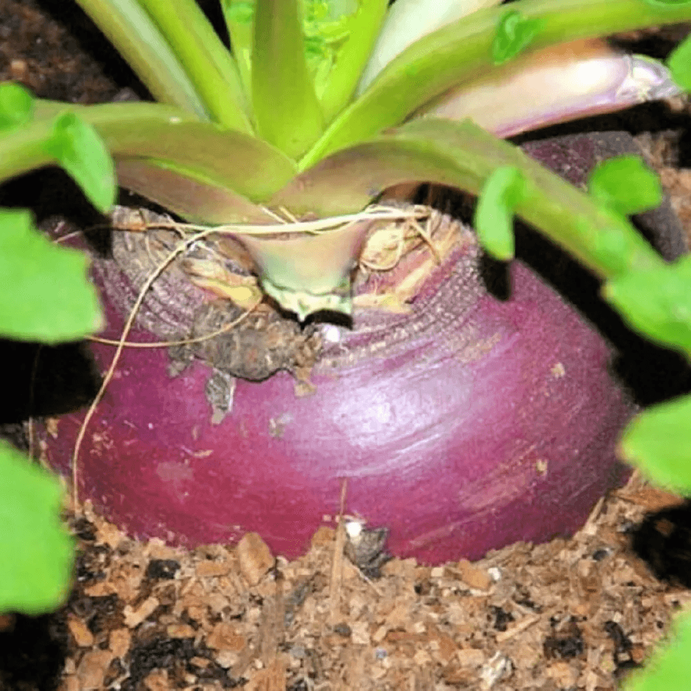 Laurentian Rutabaga Seeds NonGMO Heirloom Garden Seeds For Healthy Homegrown Crops 1