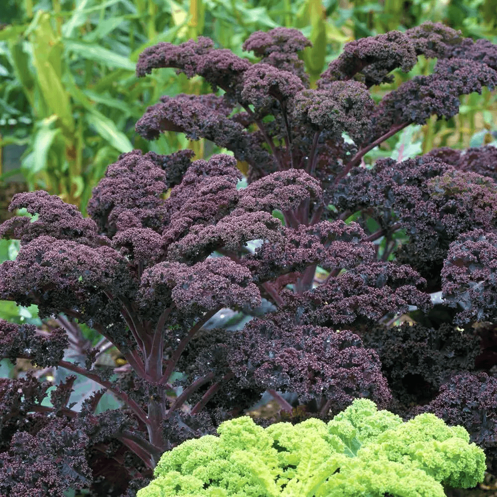 Scarlet Kale NonGMO Dark Purple Ornamental  Edible Plant NutrientRich Beautiful Garden Addition 1