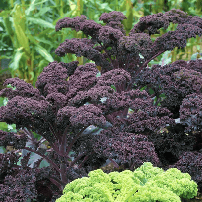 Scarlet Kale NonGMO Dark Purple Ornamental  Edible Plant NutrientRich Beautiful Garden Addition 1
