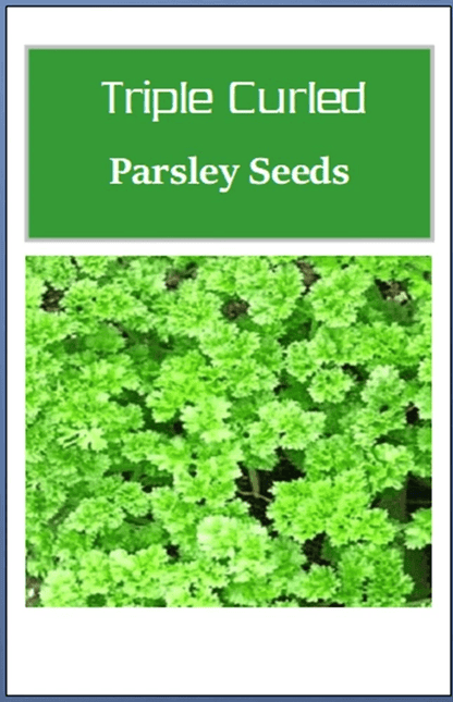 Triple Curled Parsley Seeds, Heirloom NON-GMO, Culinary Herb Garden Seeds