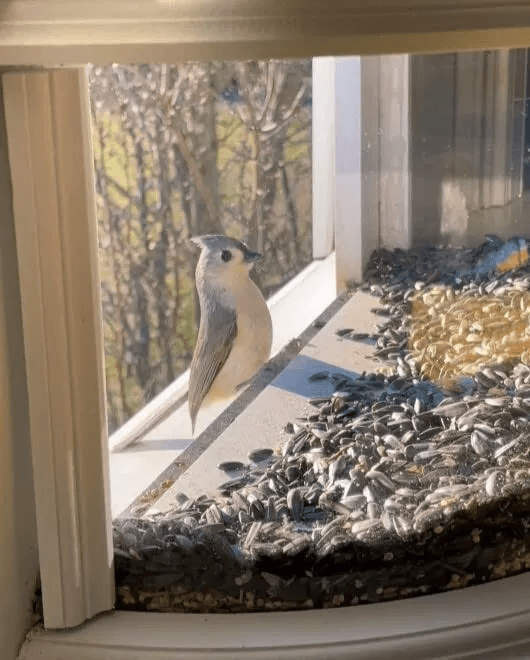 Clear View Window Bird Feeder 180 Indoor Viewing Easy Refill Durable PVC Design 7