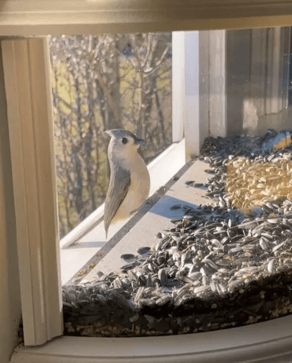 Clear View Window Bird Feeder 180 Indoor Viewing Easy Refill Durable PVC Design 7