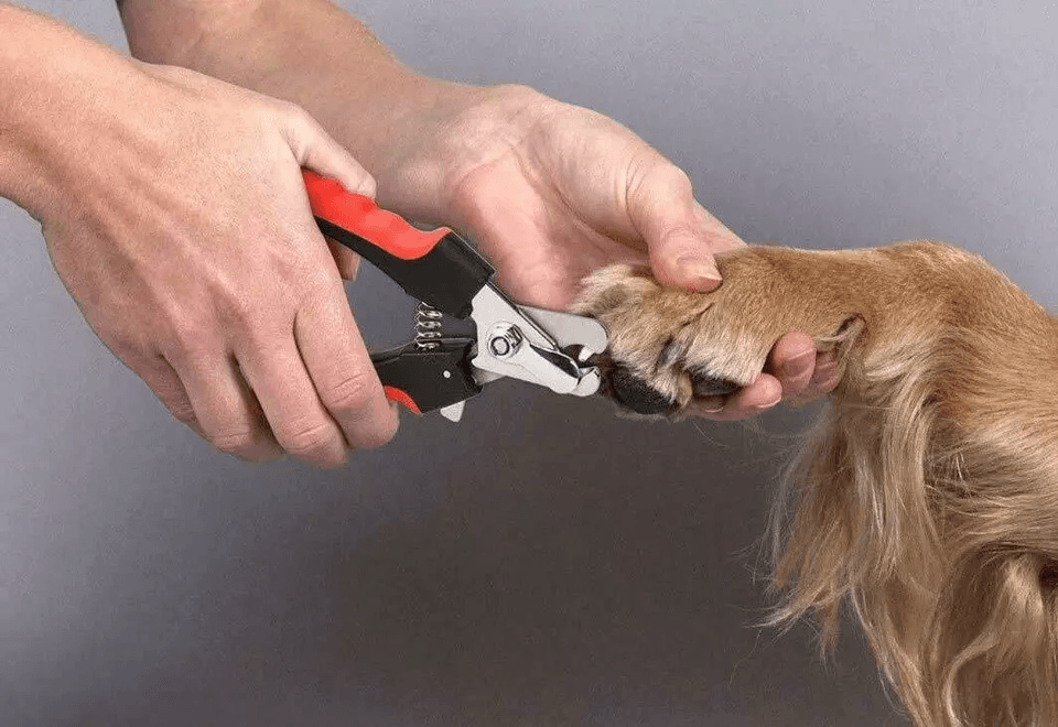 Dog Nail Clippers Cutting Scissors Claw For Small  Large Breeds Professional Pet Grooming Tool 2