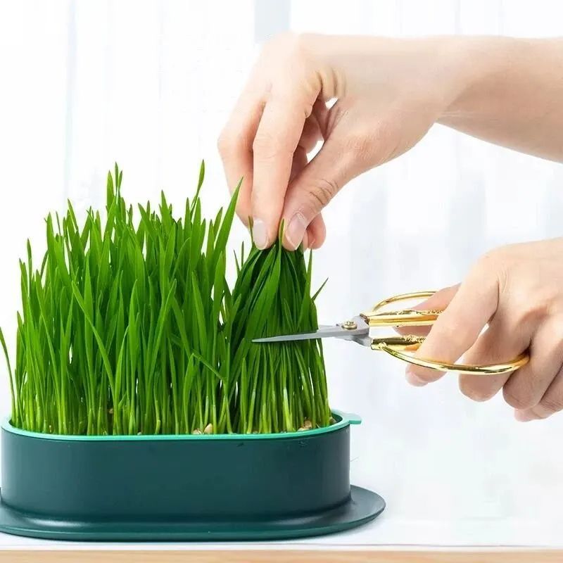 Pet Cat Sprout Dish Growing Pot Hydroponic Cat Grass Germination Kit For Digestion Greenhouse Grow