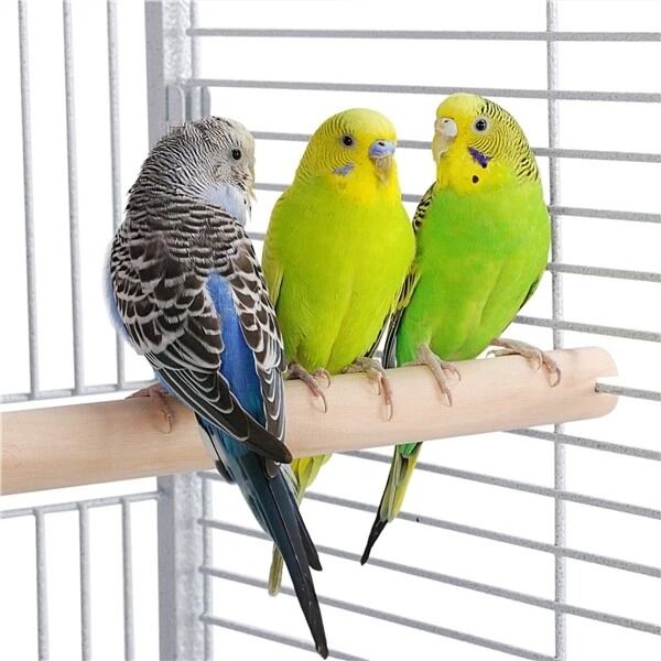 61 Large Bird Cage With Play Top Spacious Parrot Cage For Finch Cockatoo Budgie  Conure Includes St 6